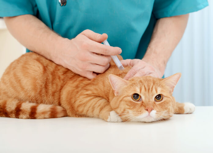 szczepienie kota